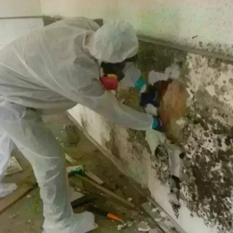 Mold Remediation and Removal in Dallas, PA